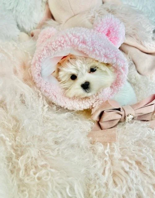Teacup & Toy Maltese Puppies for Sale — Puppies And Cats